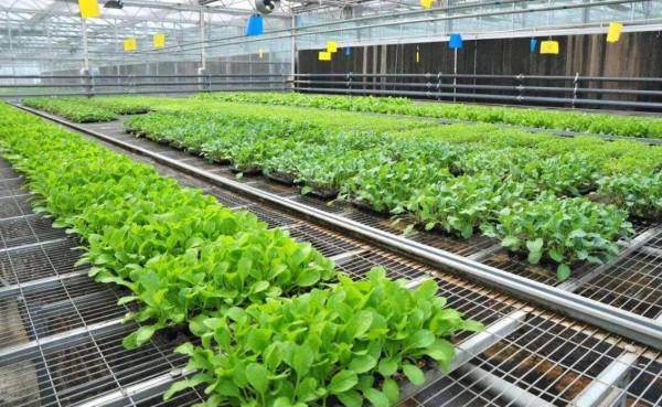 茄子、辣椒秧，什麼時候培育最佳？要根據民間的24節氣諺語嗎？