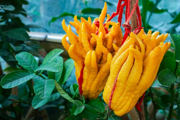 形狀怪異的佛手，是果中仙品、也是疏肝理氣“高手”