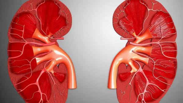 一喝水就尿多,代表腎臟好還是不好?看完這4點,你或許就明白了 一喝水就尿多,代表腎臟好還是不好?看完這4點,你或許就明白了