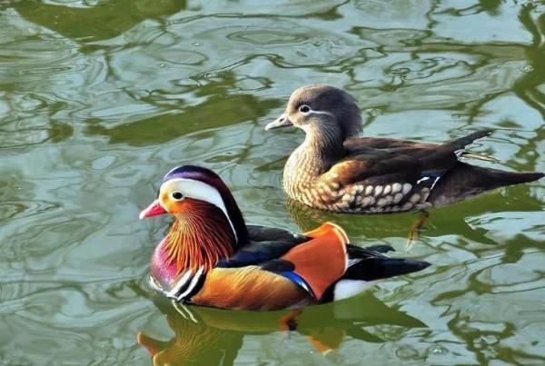 鴛鴦鳥精美圖片