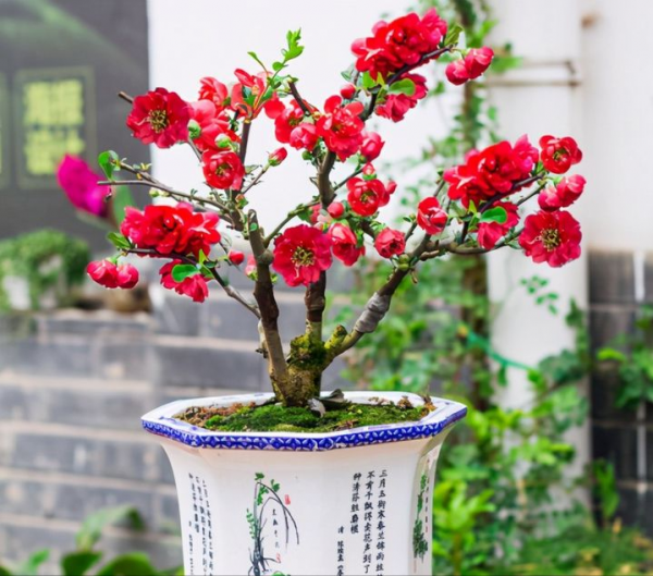 室內養木本海棠，對它要“狠心”，掌握技巧，才能年年開花