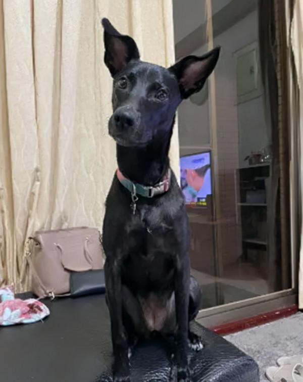 狗子不知道自己已經32斤,還要堅持坐腿上撒嬌,主人好無奈 狗子不知道自己已經32斤,還要堅持坐腿上撒嬌,主人好無奈