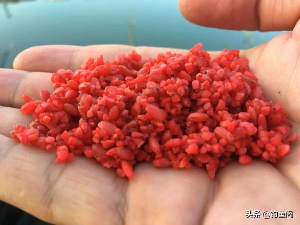 酒米的顏色會影響魚咬鉤？實戰告訴你什麼樣的酒米最招魚