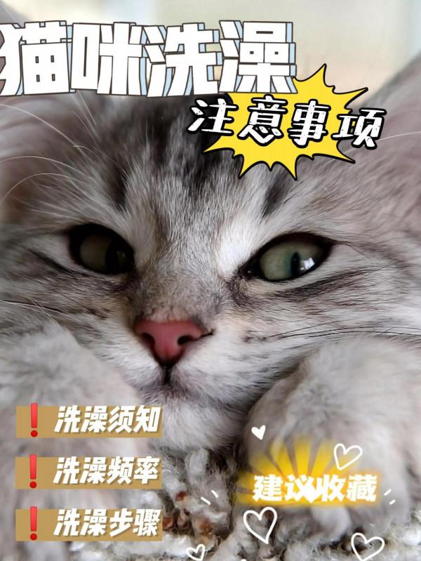 新手養貓知道這個最關鍵 新手養貓知道這個最關鍵