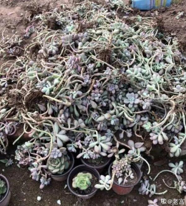 養花大棚倒閉,“貴貨花”路邊扔了一地,後悔沒帶個大麻袋 養花大棚倒閉,“貴貨花”路邊扔了一地,後悔沒帶個大麻袋