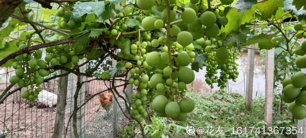 一棵葡萄樹，天然遮陰棚，養殖省力好打理