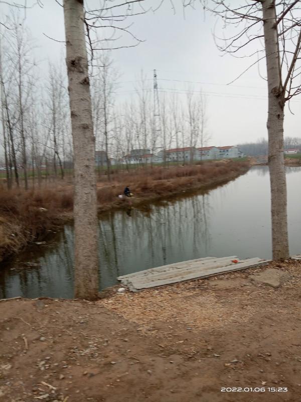 紅蟲做餌果然有奇效，鱅魚也來捧場