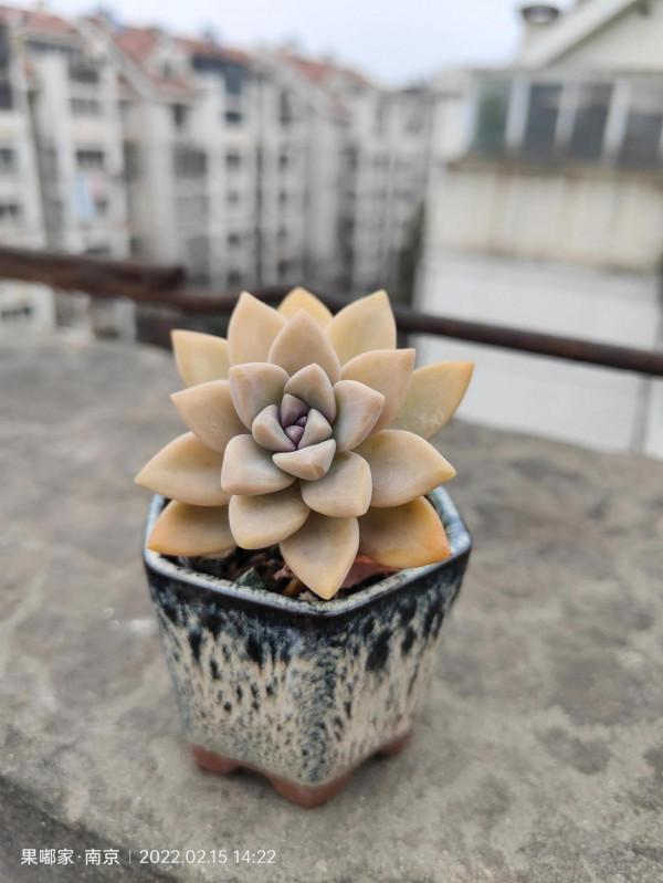 在樓頂，見證每一顆肉的成長