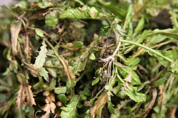 春天嚐鮮季，5樣春菜別忘給家人吃，清爽鮮嫩一口吃下&OpenCurlyDoubleQuote;春天&rdquo;