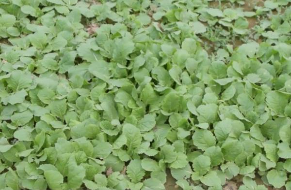 秋季白菜剛出苗,青蟲螞蟻危害大?注意2點,防治效果好 秋季白菜剛出苗,青蟲螞蟻危害大?注意2點,防治效果好