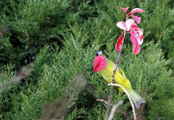 山中精靈領雀嘴鵯