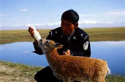 藏羚羊，好可愛