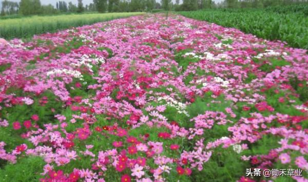 花海花田系列-波斯菊 花海花田系列-波斯菊
