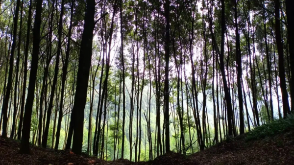 小記遊學高峰森林公園:研學路辨中草藥材,訪靈芝谷看林下經濟 小記遊學高峰森林公園:研學路辨中草藥材,訪靈芝谷看林下經濟