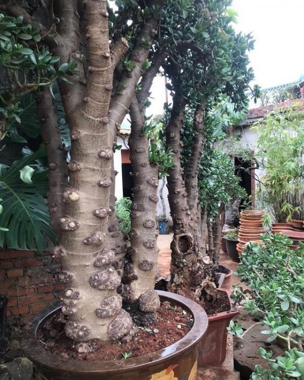 6種&OpenCurlyDoubleQuote;小多肉&rdquo;，輕鬆養成&OpenCurlyDoubleQuote;樹&rdquo;，身高八米，開花漂亮