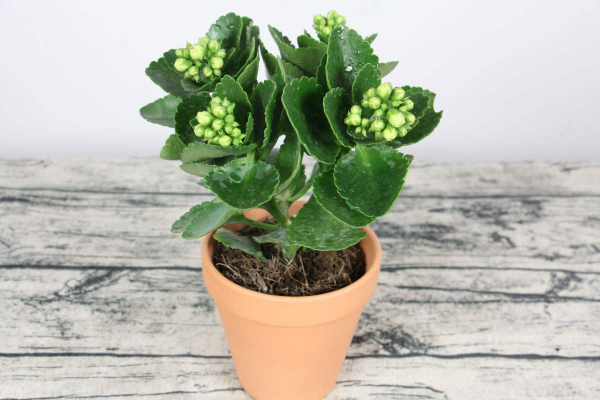 長壽花不長壽，是你沒養好，做好6步，長壽花輕鬆爆盆