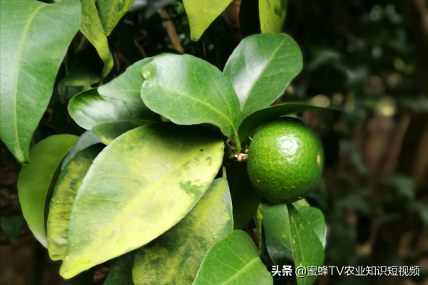 柑橘青苔危害大，簡單有效的處理方法，你知道嗎？
