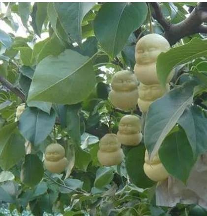 奇花異果有限公司年會（近百位奇花異果參加了本次年會）