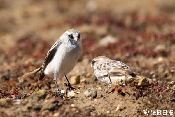 兩隻打鬥的白腰雪雀，萌翻了