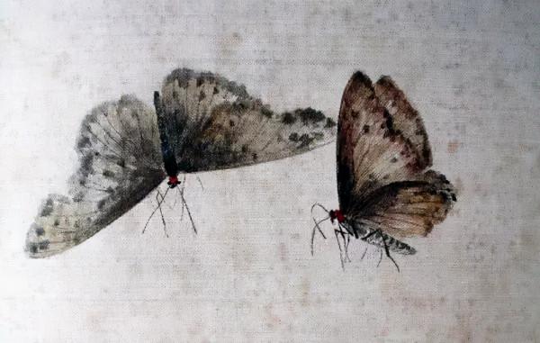 齊白石筆下的飛蟲,精細之極 齊白石筆下的飛蟲,精細之極