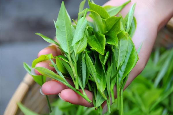 2021中國茶葉品牌十強公佈，湖北採花、漢家劉氏上榜