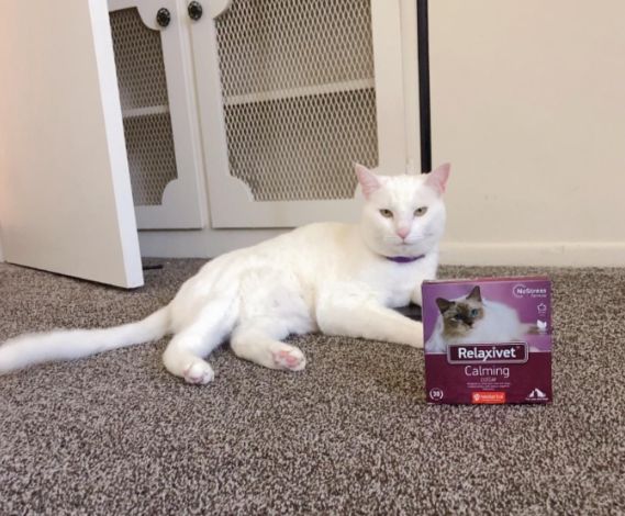 貓咪安撫產品挑選指南 貓咪安撫產品挑選指南