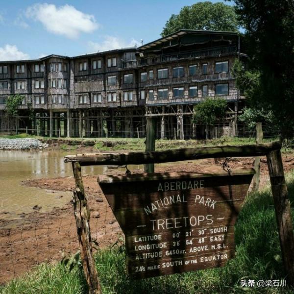 伊麗莎白二世：在上樹住店前，她還是公主，下樹後成為女王