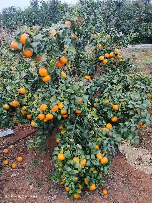 什麼是柑橘的結果母枝，你瞭解嗎？