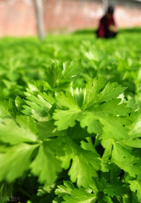 加入它殺蟲效果翻倍,成本幾毛錢!冬季這樣用,抵抗低溫促生長 加入它殺蟲效果翻倍,成本幾毛錢!冬季這樣用,抵抗低溫促生長