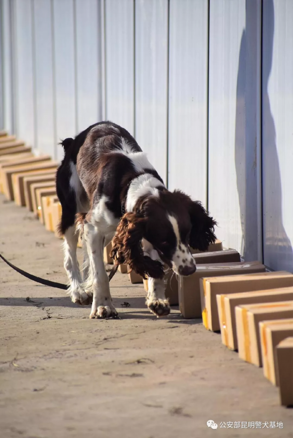 小頑皮“金子”——警犬訓練故事