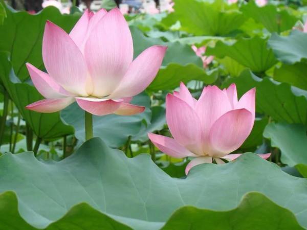 善待別人，善待家人，善待自己