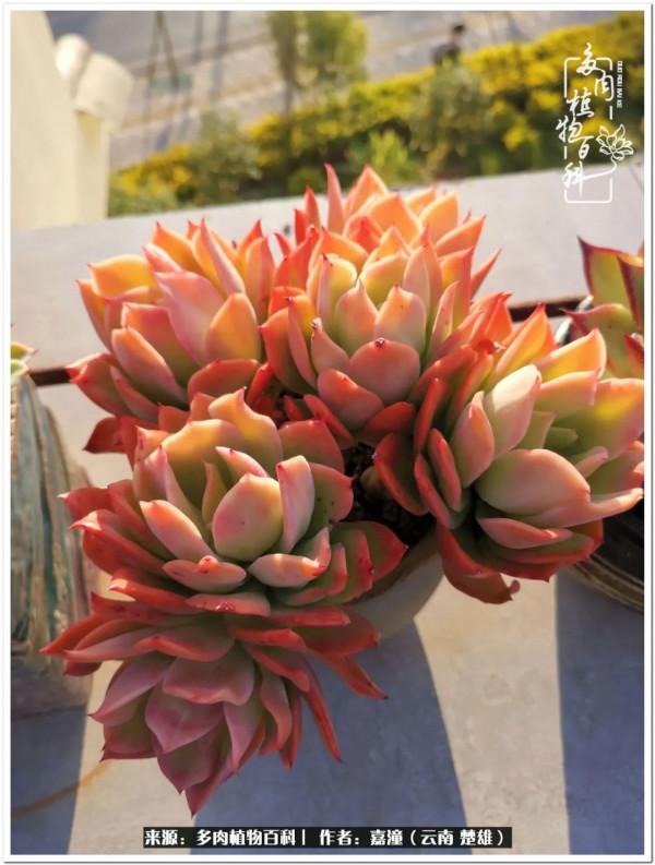 天南海北，一群熟悉又陌生的愛肉人