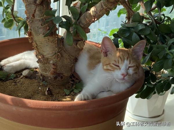 花盆裡長貓了 花盆裡長貓了