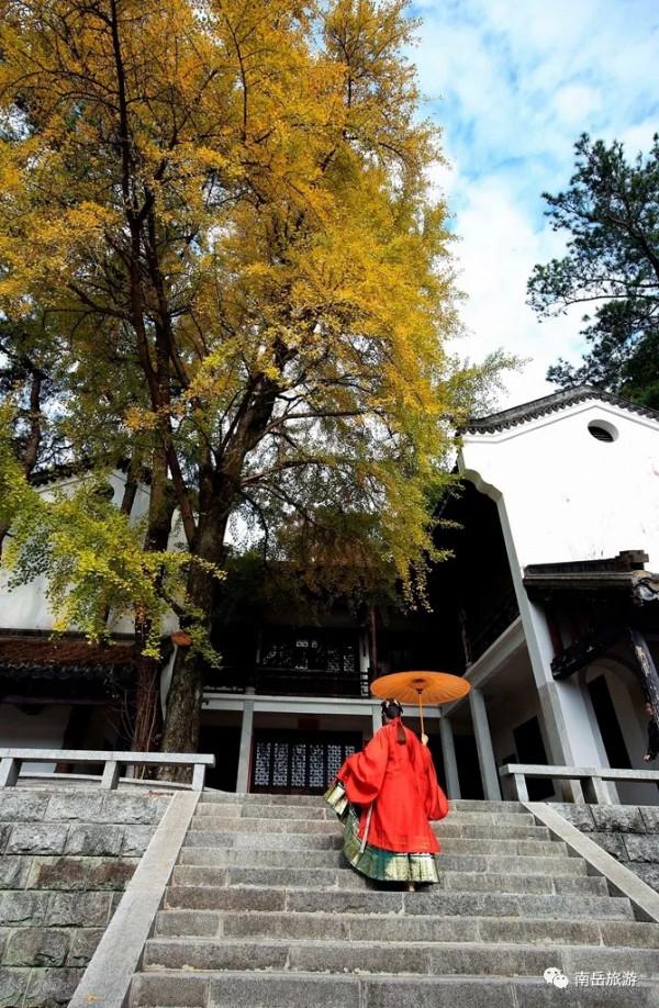 銀杏黃了,南嶽官宣入秋 銀杏黃了,南嶽官宣入秋