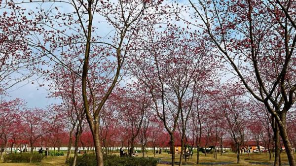 「秦櫻園」數百畝緋紅櫻花連成片
