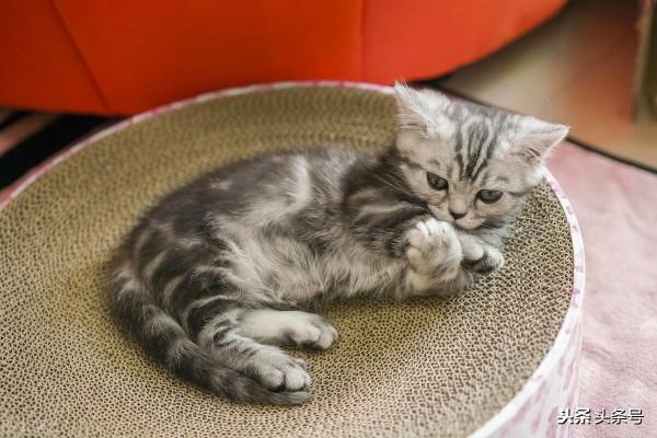 世界上最好養的貓(美短) 世界上最好養的貓(美短)