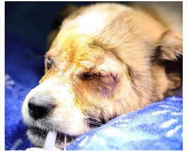 救助故事丨希望，它來了