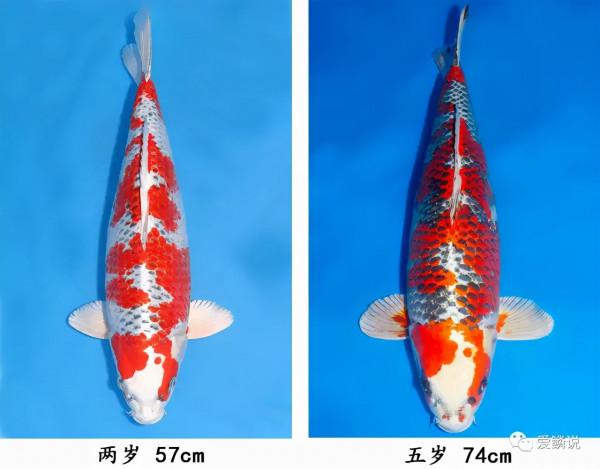 鑑魚｜都來瞧瞧，這幾尾孔雀錦鯉如何