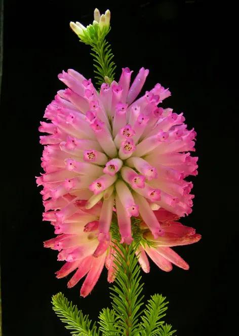 歐石楠,冒著大雪開花,還有香味,這種花不多吧 歐石楠,冒著大雪開花,還有香味,這種花不多吧