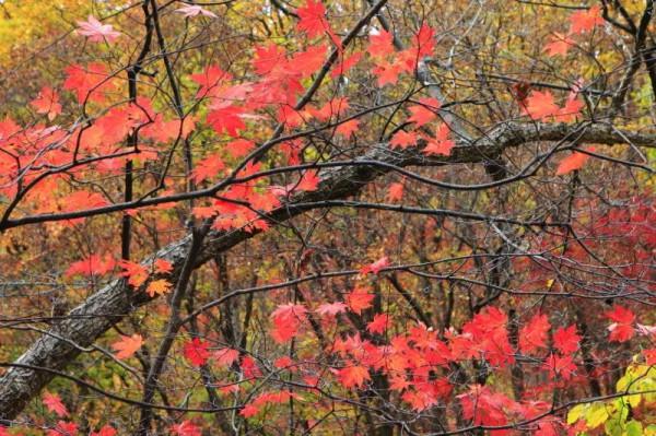 遼寧清原筐子溝楓葉正紅