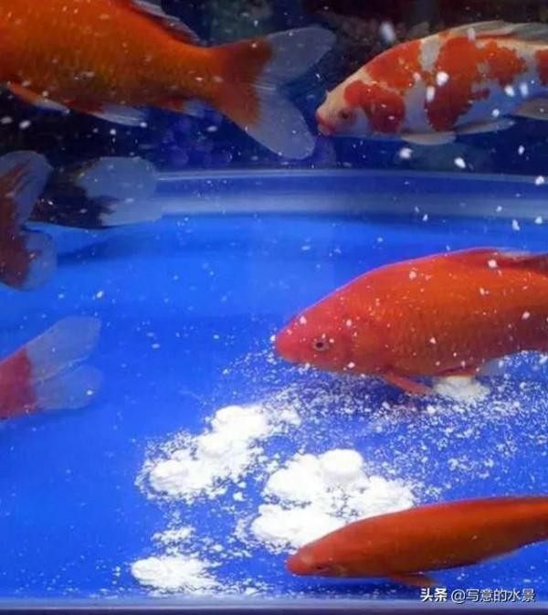 水草缸水體渾濁？原因在這。魚缸造景入門十五：水體渾濁原因