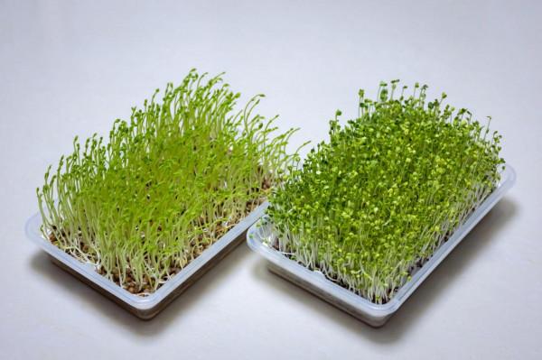 種在客廳的水培芽苗菜