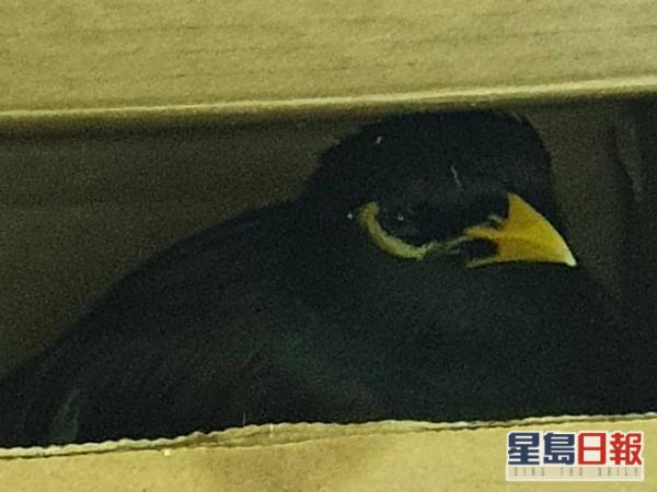 成法大使館吉祥物,會用法語說“你好”!“滯留”阿聯酋的阿富汗鸚鵡過得不錯 成法大使館吉祥物,會用法語說“你好”!“滯留”阿聯酋的阿富汗鸚鵡過得不錯