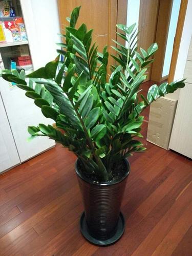 16種喜&OpenCurlyDoubleQuote;陰&rdquo;花，適合養在&OpenCurlyDoubleQuote;光照少&rdquo;的地方，光太強反而長不好