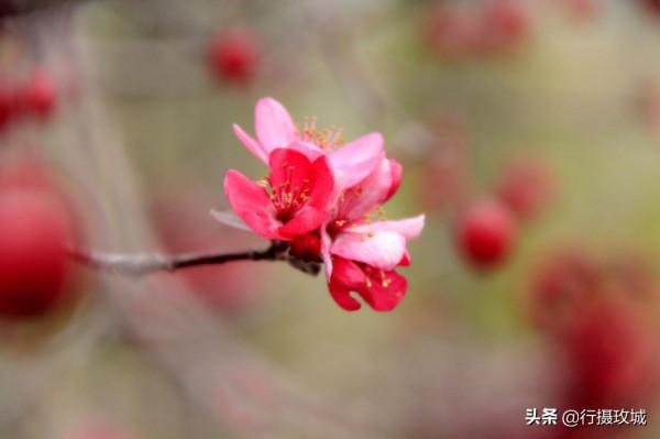 花果相擁迎冬雪,山東黃河玫瑰湖國家溼地公園現奇觀 花果相擁迎冬雪,山東黃河玫瑰湖國家溼地公園現奇觀