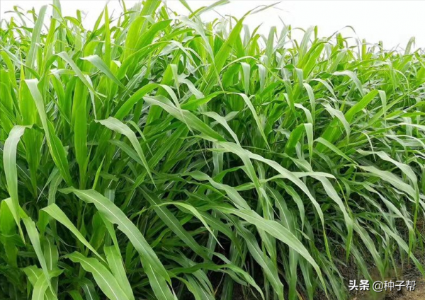 高產墨西哥玉米草，開春就能種，一年割8茬，高溫下畝產30噸鮮草