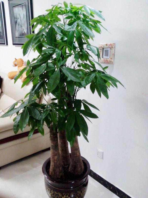 這些漂亮花，名字帶“財意”，養在客廳，吉祥又大氣，還能吸廢氣