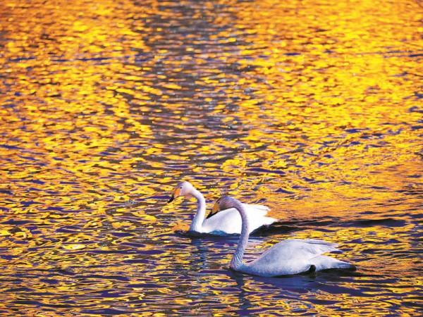 林草科普|這裡是大小淩河口候鳥驛站 林草科普|這裡是大小淩河口候鳥驛站