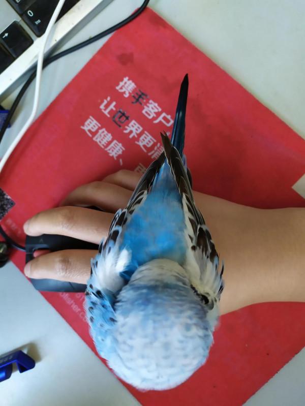 馬上會有一隻新的鸚鵡了，永久懷念CNS