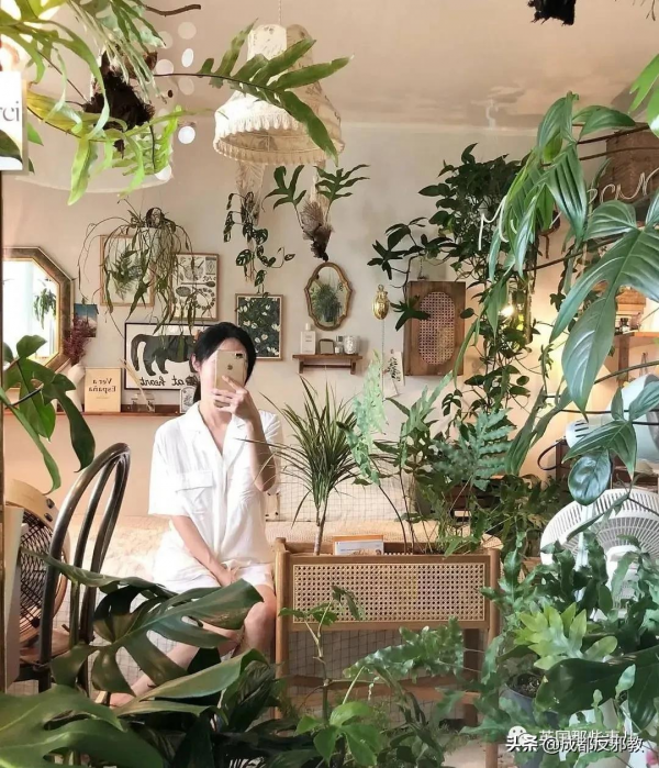 被疫情困太久，歐美年輕人開始瘋狂囤積綠植，借錢都要買？